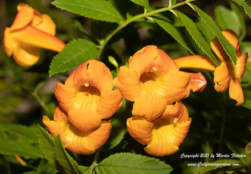 Tecoma X Smithii, Orange Bells