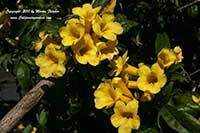 Yellow Elder, Tecoma stans