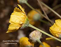 Tetraneuris acaulis, Angelita Daisy, Stemless Four Nerve Daisy