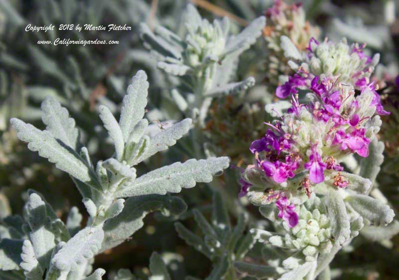 Teucrium ackermannii