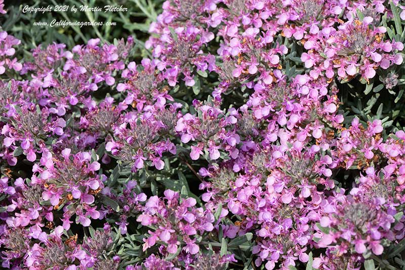 Teucrium cossonii, Teucrium majoricum, Fruity Germander