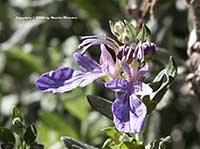Teucrium fruticans azureum, Bush Germander
