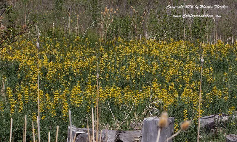 Thermopsis montana, Mountain Golden Banner, Mountain Golden Pea