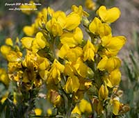 Thermopsis montana, Mountain Golden Banner, Mountain Golden Pea