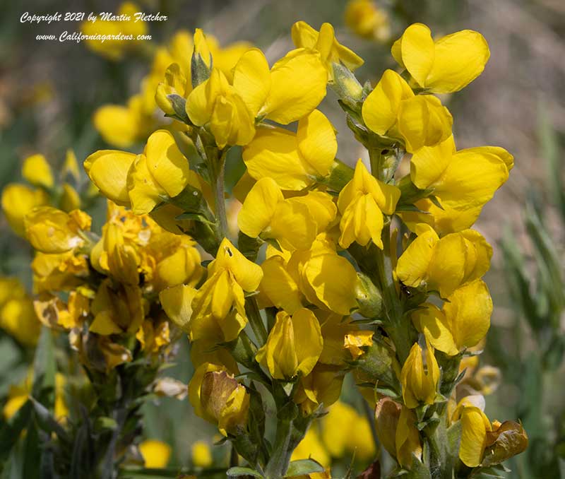 Thermopsis montana, Mountain Golden Banner, Mountain Golden Pea