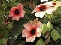Thunbergia alata African Sunset, African Sunset Black Eyed Susan Vine
