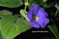 Thunbergia battiscombei, Blue Boy, Blue Glory