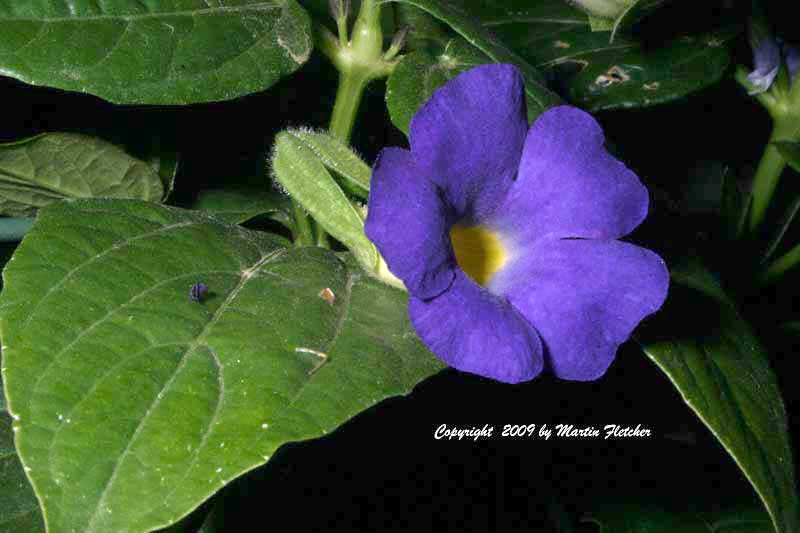 Thunbergia battiscombei