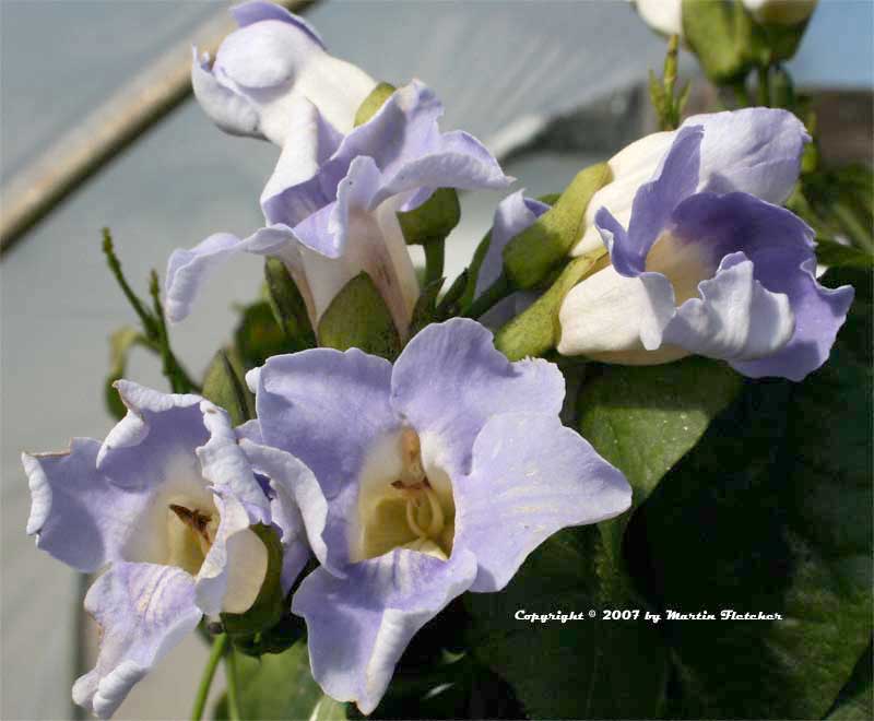 Thunbergia grandiflora, Blue Sky Vine