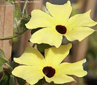 Thunbergia alata Sunny Lemon Star, Yellow Black Eyed Susan Vine