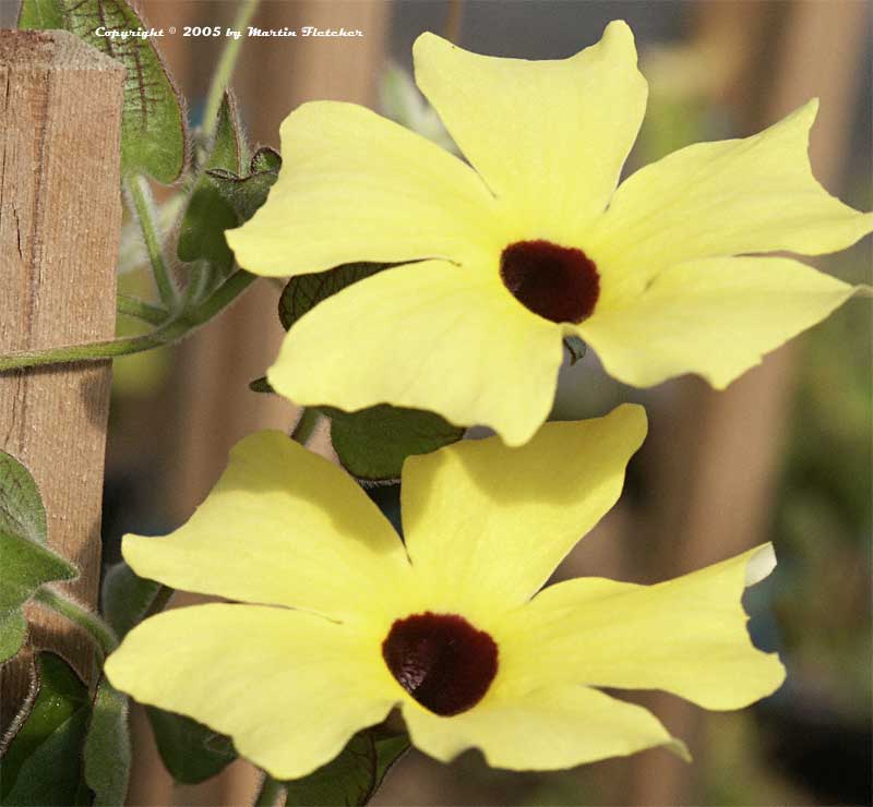 Thunbergia alata Lemon Star, Yellow Black Eyed Susan Vine