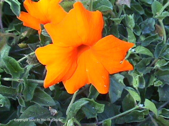 Thunbergia gregorii, Orange Clock Vine