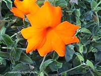 Thunbergia greggorii, Orange Clock Vine
