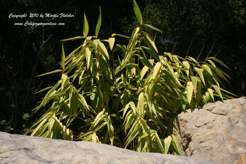 Thysanolaena maxima, Tiger Grass