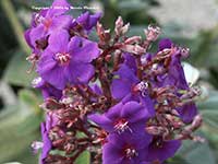 Tibouchina heteromalla, Silver Leafed Princess Flower