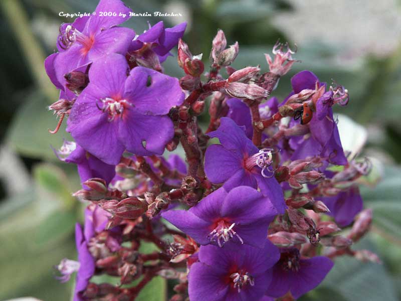 Tibouchina heteromalla, Silver Leaf Princess Plant