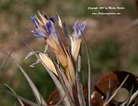Tillandsia bergeri