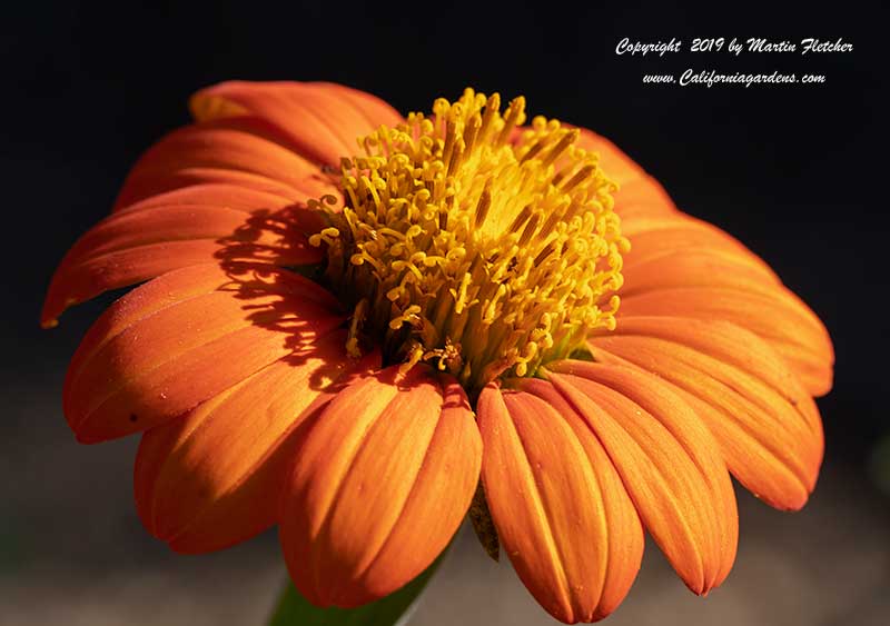 Tithonia rotundifolia, Mexican Sunflower