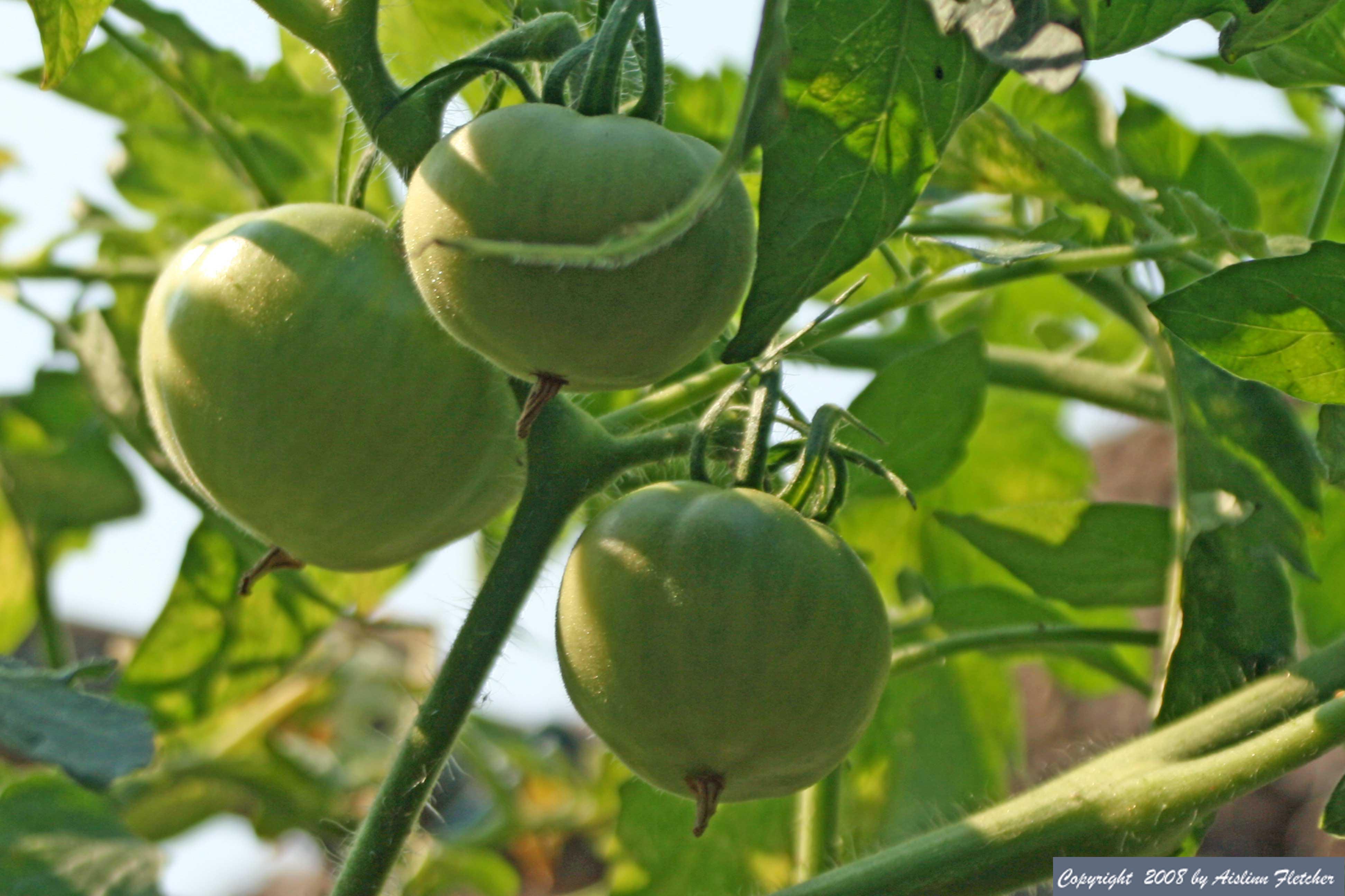 Tomatoes