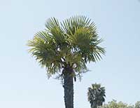 Trachycarpus fortunei, Chinese Windmill Palm