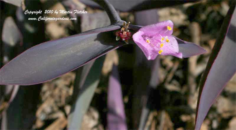 Tradescantia pallida Purple Heart, Purple Wandering Jew