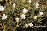 Trichodiadema mirabile, White Vygie