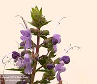 Trichostema Midnight Magic, Midnight Magic Blue Curls