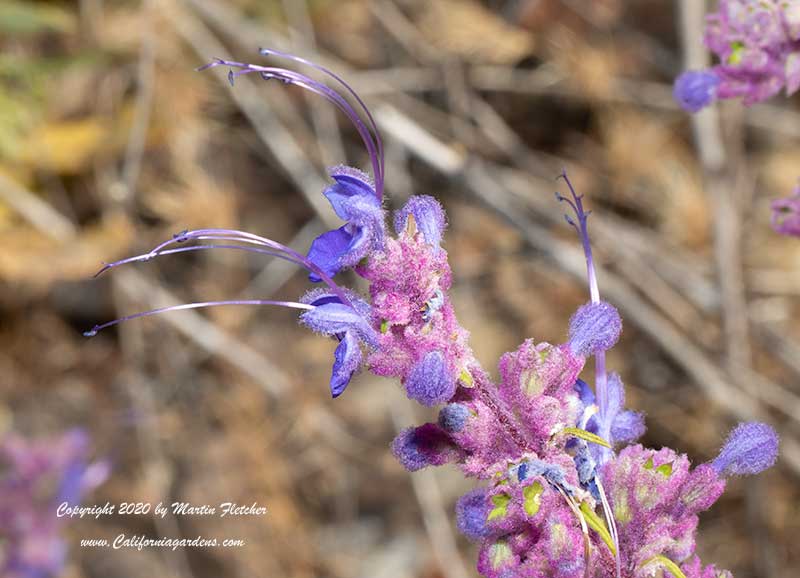 Trichostema lanatum, Woolly Blue Curls