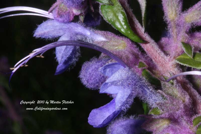 Trichostema lanatum, Woolly Blue Curls