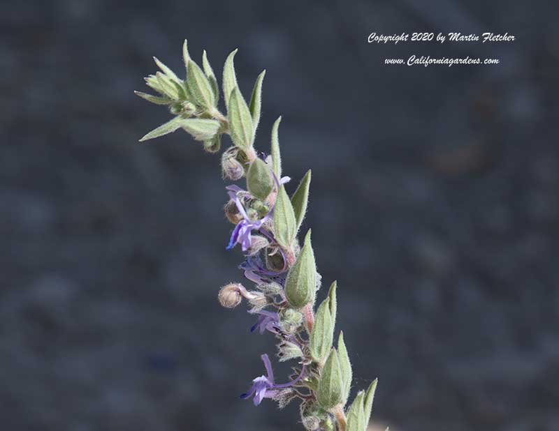 Trichostema lanceolatum, Vinegar Weed