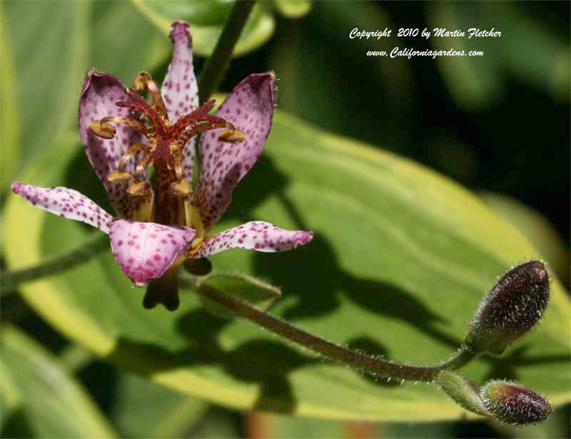 Tricyrtis hirta, Toad Lily