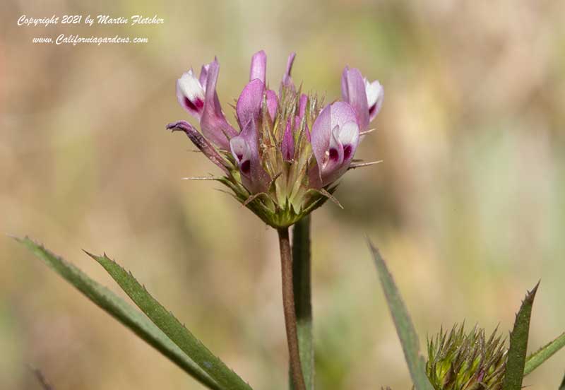 Trifolium willdenovii, Tomcat Clover