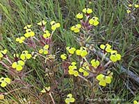 Triphysaria eriantha, Yellow Owl's Clover