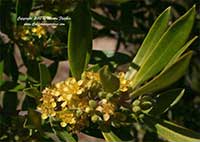 Water Gum, Tristaniopsis laurina