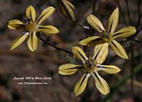 Triteleia ixioides, Pretty Face