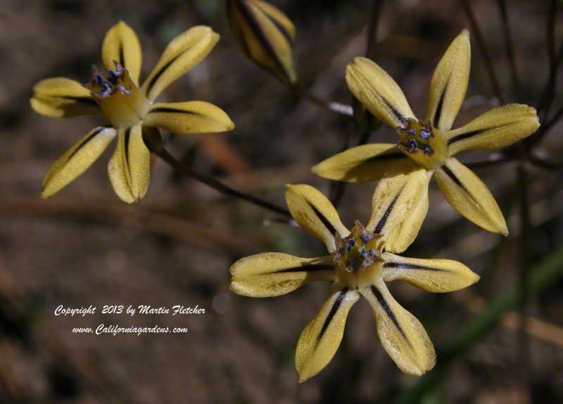 Triteleia ixioides anilina, Pretty Face