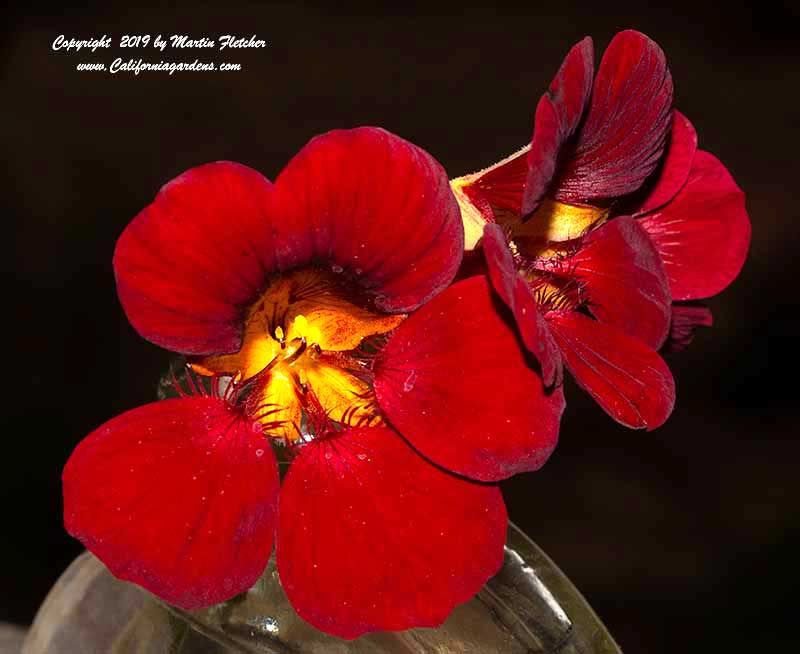 Tropaeolum minus Black Velvet, Black Velvet Dwarf Nasturtium