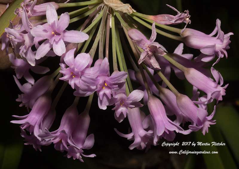 Tulbaghia fragrans, Sweet Garlic