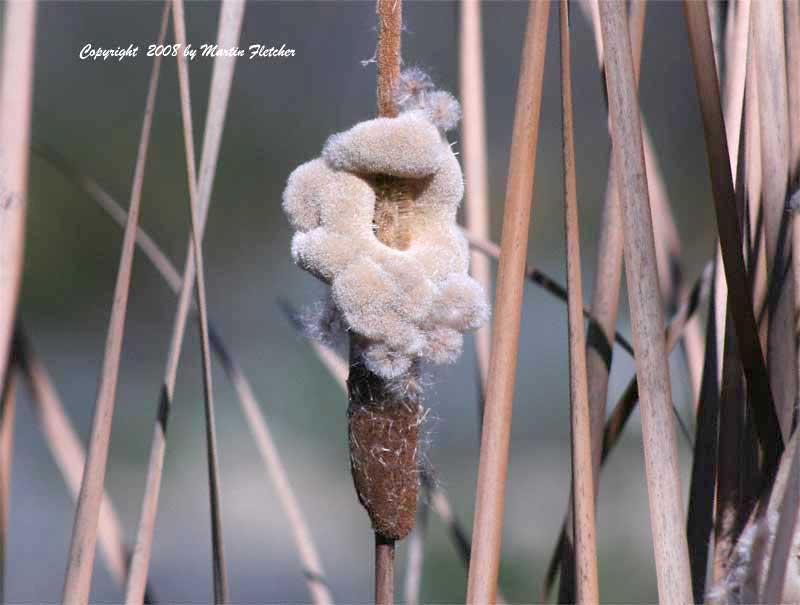 Typha domingensis, Southern Cattail