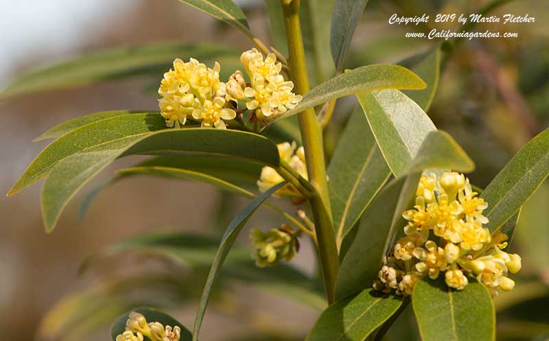 Umbellularia californica, California Bay