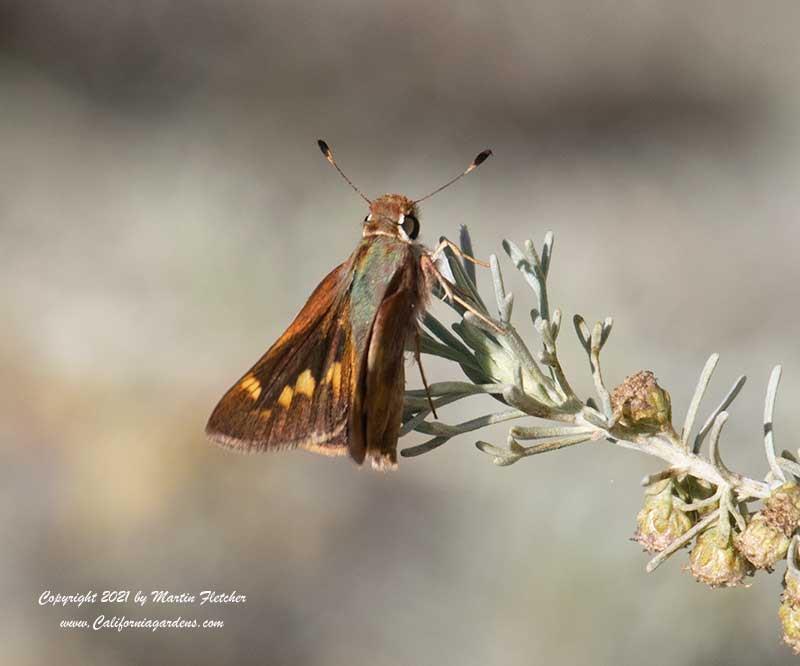 Umber Skipper on Artemisia