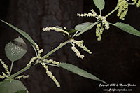 Urtica dioica gracilis, Stinging Nettles