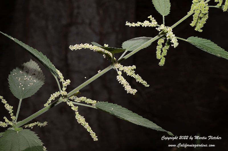 Urtica dioica gracilis, Stinging Nettles