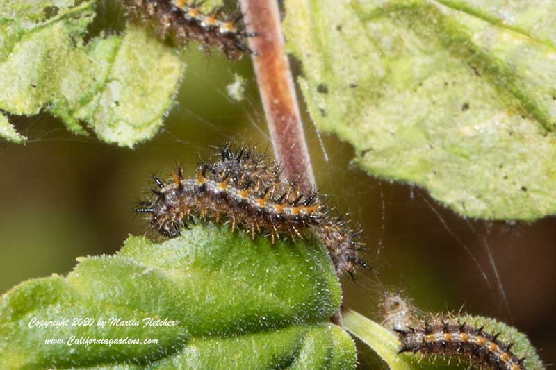 Variable Checkerspot Caterpillars, Eyphydryas chalcidona