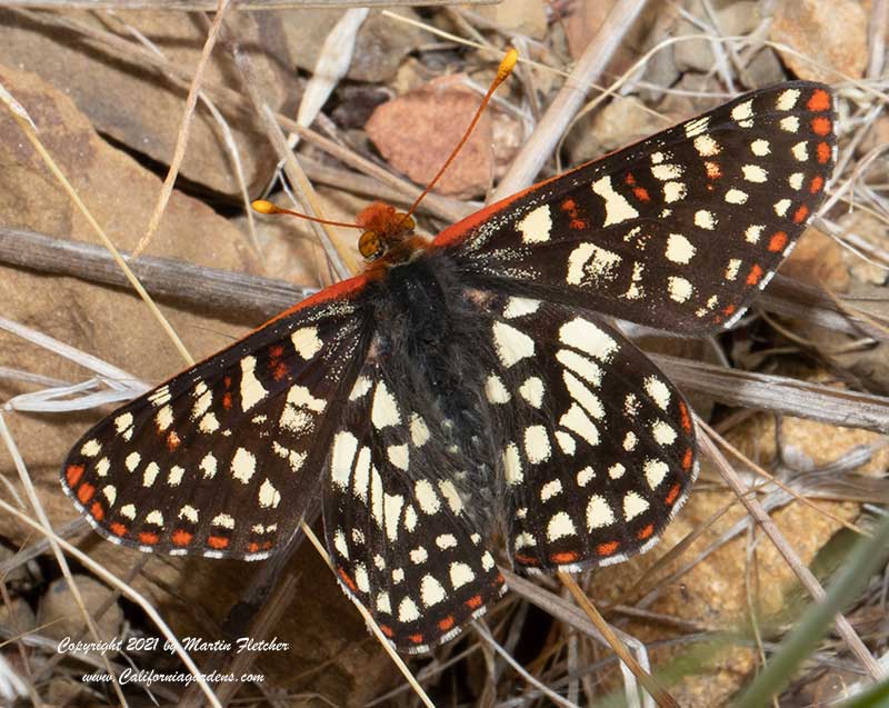 Variable Checkerspot Butterfly, Eyphydryas chalcidona