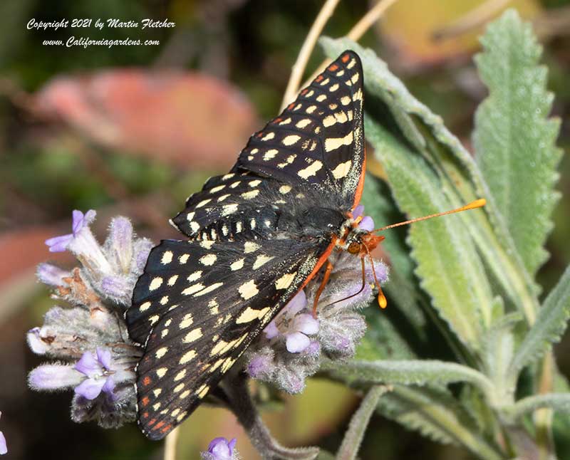 Eriodictyon crassifolium, Felt Leaved Yerba Santa, Variable Checkerspot