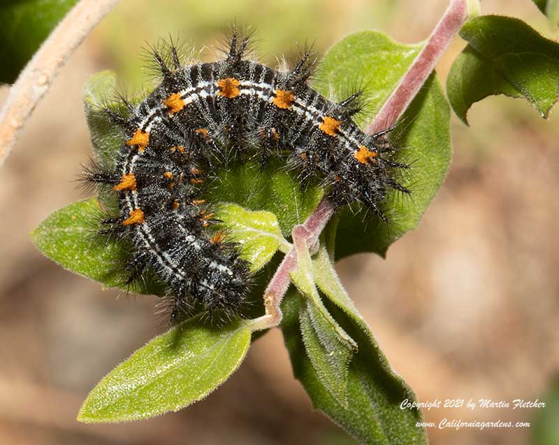 Variable Checkerspot Caterpillar, Eyphydryas chalcidona