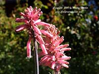 Veltheimia bracteata, Forest Lily