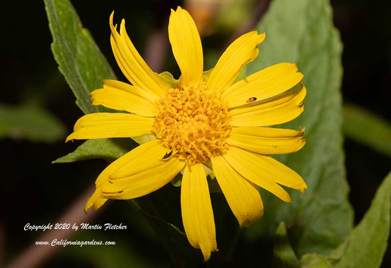 Venegasia carpesioides the Canyon Sunflower