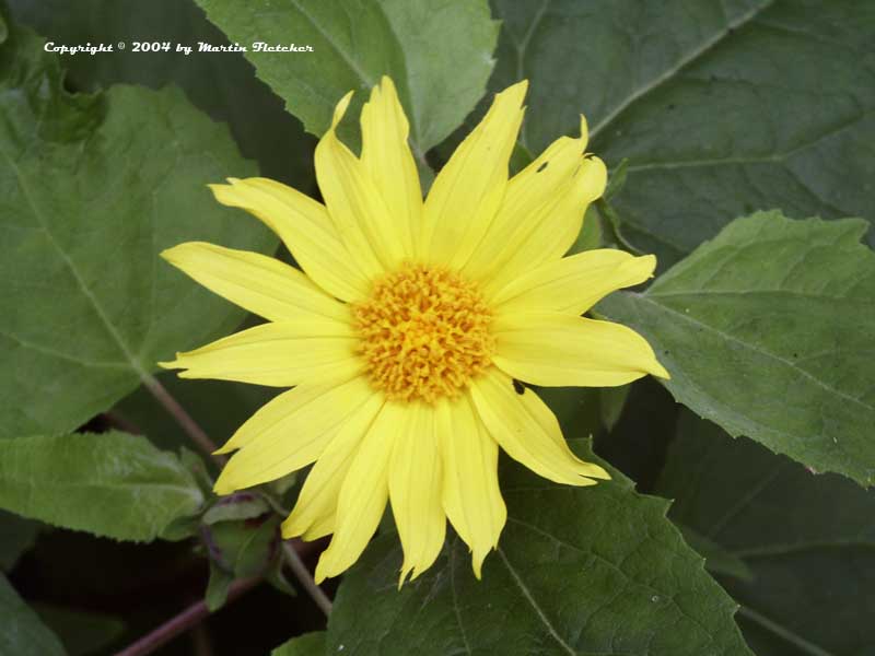 Venegasia carpesioides the Canyon Sunflower